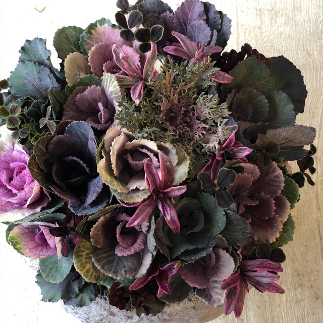 シックな葉牡丹のまぁるいギャザリング寄せ植え 橋本種苗園