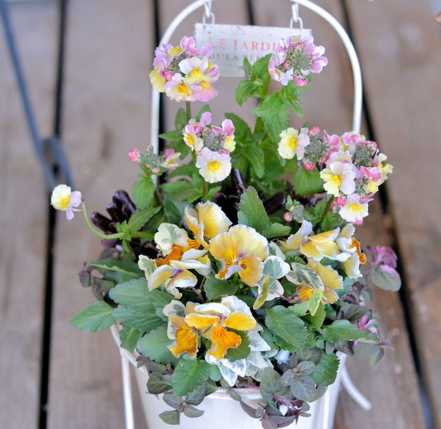 ビオラ ヌーベルヴァーグの寄せ植え お花 観葉植物 多肉植物 寄せ植え専門店通販 Plante Plante プランテプランテ