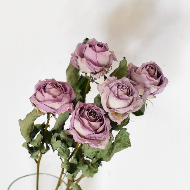 バラのドライフラワー ライトパープル 宙花sorahana