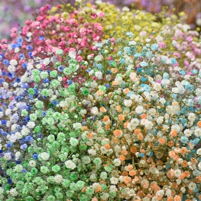 ロマンチックかすみ草 キャンディブーケ プレミアム10本 いわい生花 Base店