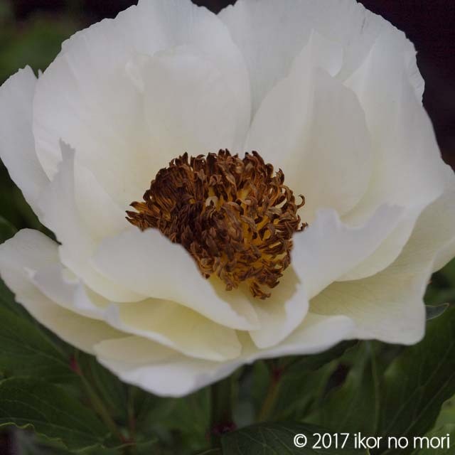 シャクヤク ヤン ファン レーヴェン 宿根草 バラ苗 イコロの森 通販