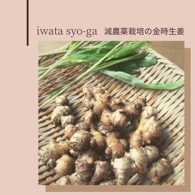 金時土生姜500g 金時生姜専門店 Iwata Syo Ga