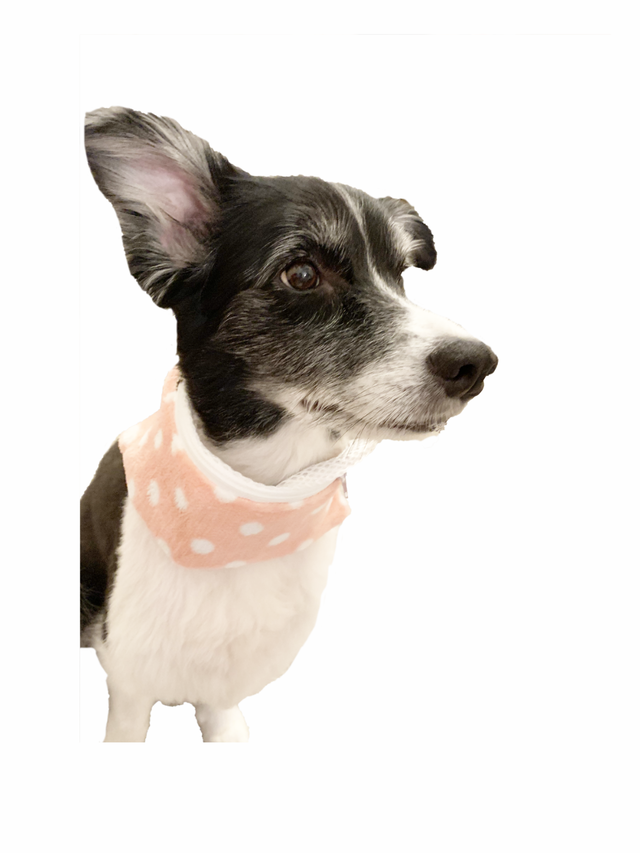 犬グッズ ハンドメイド 首もと冷やして熱中症対策 クールネック ピンク 小型犬 中型犬 大型犬 保冷剤付き Toutou１