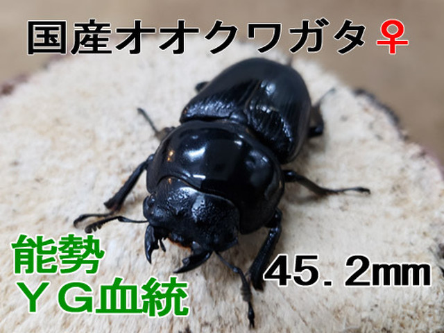 オオクワガタ 能勢yg メス単体45 2ｍｍ 輝心堂 最高級菌糸瓶販売サイト