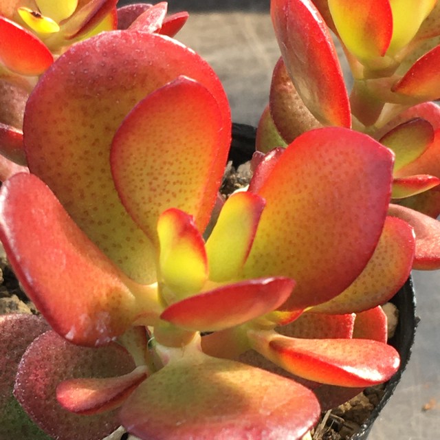 姫花月 Rupo 多肉植物専門店