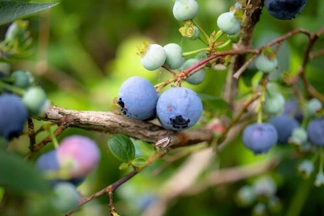 古参品種 Blueberry Jam 自然栽培 ハウレット農園 Romiori