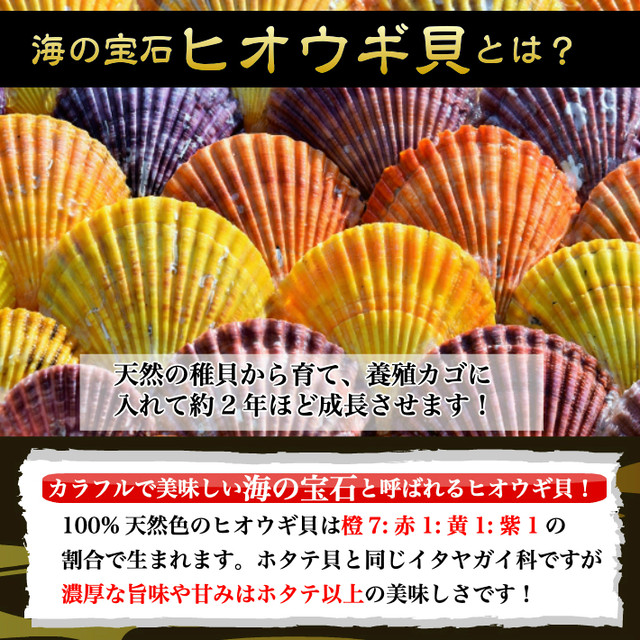 ホタテより濃厚 ヒオウギ貝 緋扇貝 10枚 長太郎貝 愛媛県産 送料無料 冷凍便 ギフト グルメ q 土佐カツオとうなぎの通販 高知の旬をお届けする 池澤鮮魚オンラインショップ