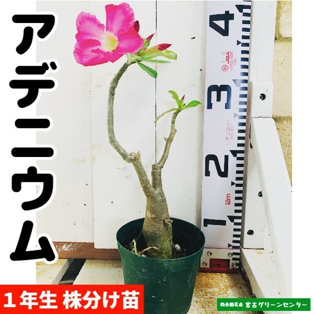 アデニウム 実生苗 12 15cmポット 熱帯花木 宮古グリーンセンター