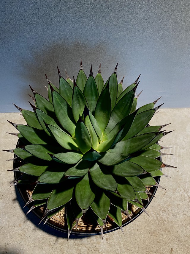 Agave Littleshark アガベ リトルシャーク Hanacho Exotics Plants Agave Littleshark アガベ リトルシャーク Hanacho Exotics Plants
