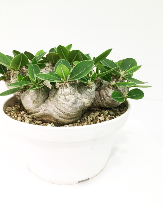 パキポディウム レウコキサンツム Pachypodium Leucoxanthum Spg For Sale