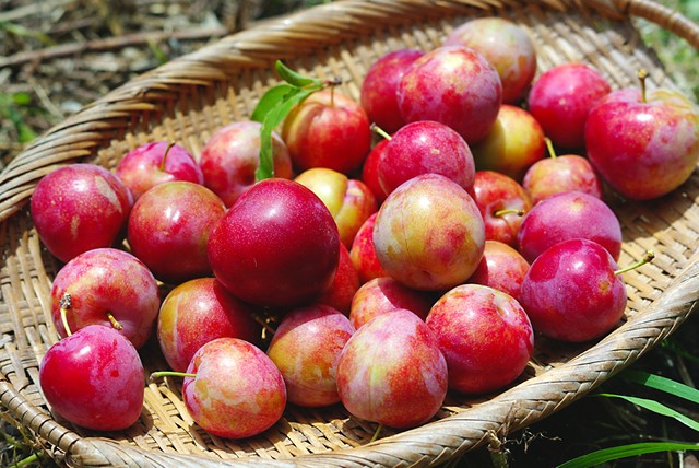 自然栽培スモモ 4 5kg タネむすび堂 農園