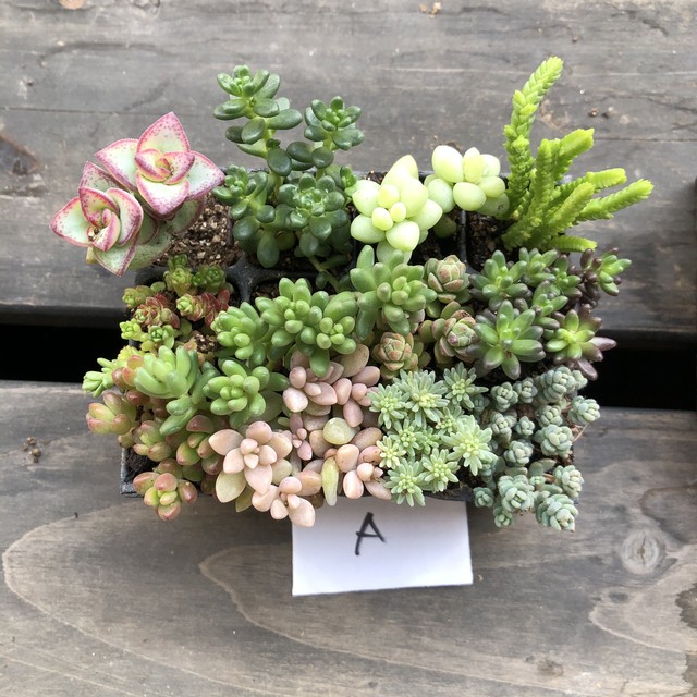 いちかわふぁーむ プラグ苗セット セダム 多肉植物 Melty Works 多肉植物 と Dulton プランター のお店