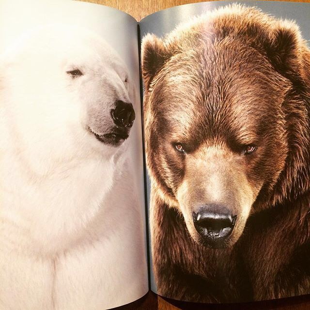 熊の写真集 Bear Portraits Jill Greenberg 古本トロニカ 通販オンラインショップ 美術書 リトルプレス ポスター販売