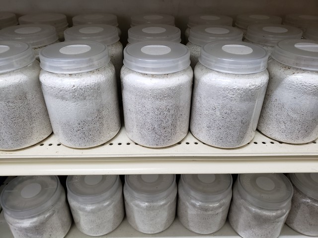 菌床ブロック 3500cc 家殖床 カンタケ菌糸 輝心堂 最高級菌糸瓶販売サイト