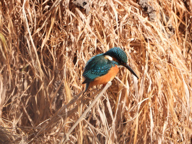 カワセミの写真 写真屋 １０ 鳥