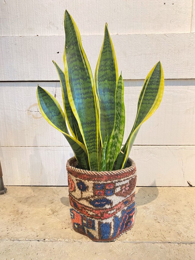 サンスベリア キリム鉢カバー付き ４号鉢サイズ Botanical56