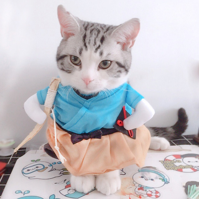 かわいい 着せ替え 猫ちゃん変身服 浦島太郎 Mサイズ Pcaso