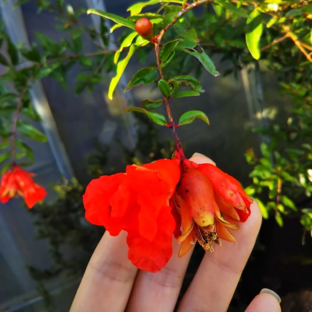 姫ザクロ5寸ポット苗 Hanazukin 花ずきん 農家直送の花苗 シンビジュームの花束