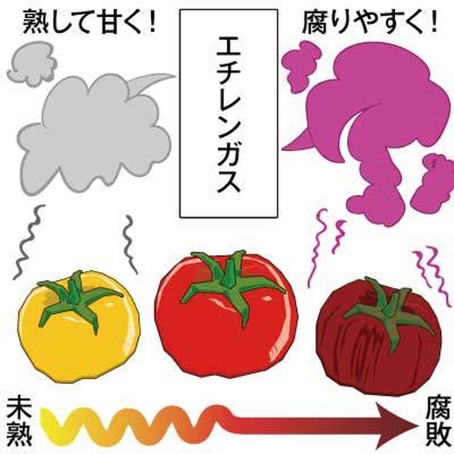 鮮度まもる君 鮮度保持袋 抗菌 防カビ M Lサイズ 18 読売ねせぱ