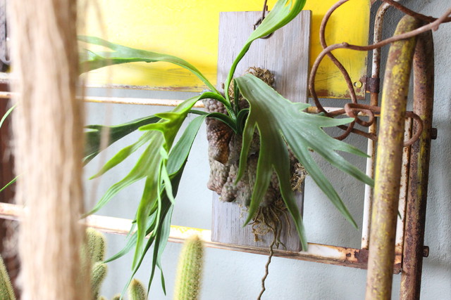 ビカクシダ コウモリラン Bizarre B Works