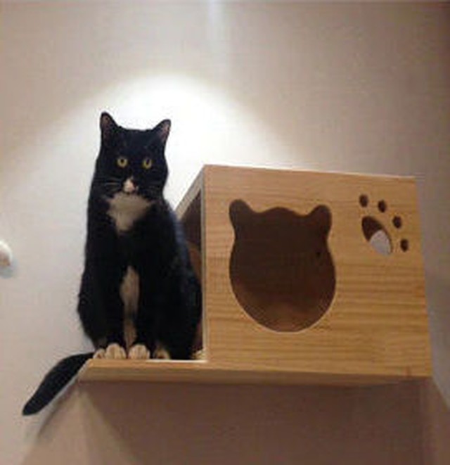 Neko 53 猫用 ２段ウォールテーブルとウォールボックス St1 猫ちゃんのお部屋をリーズナブルに素敵にdiy 壁を活かしてワクワクと癒しを体験 おもちゃ おすすめ D C Select