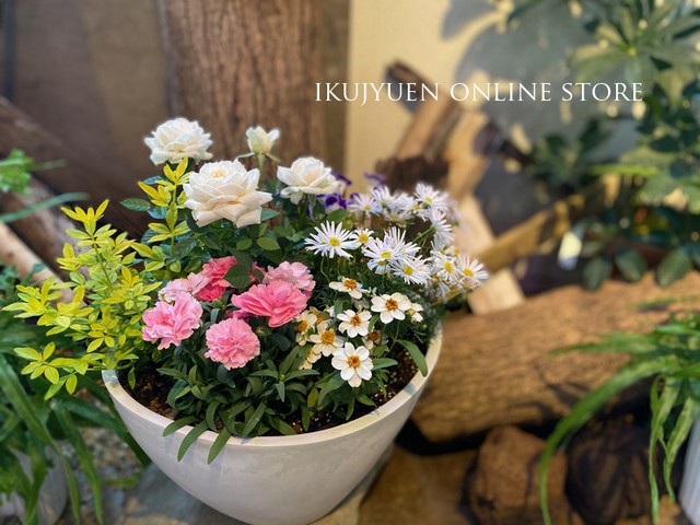 寄せ植え 白花と桃色カーネーションの母の日寄せ植え Ikujyuen