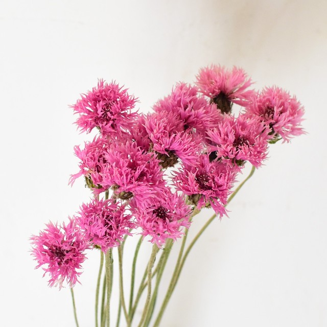 ヤグルマギクのドライフラワー ピンク 宙花sorahana