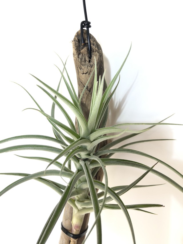 T ベロニカズマリポサ Aeranthos X Leonamiana クルール Couleur