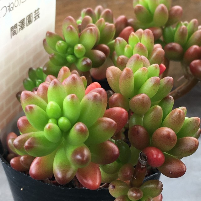 虹の玉 Rupo 多肉植物専門店