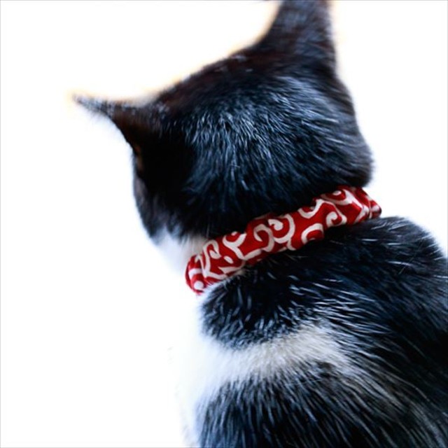 猫雑貨 招福 猫 首輪 和柄 シュシュ 子猫 成猫まで サイズは多数から選べます 猫雑貨 招福