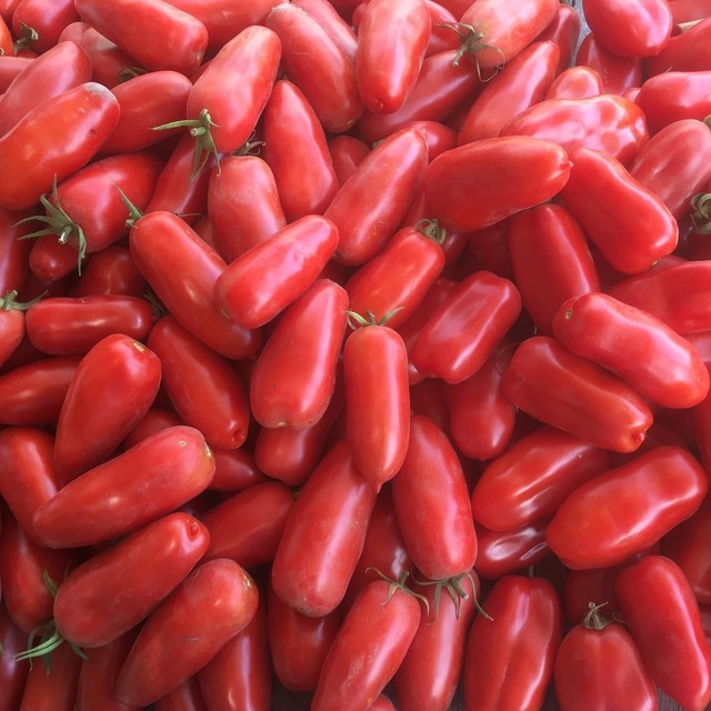 サンマルツァーノタイプ イタリアトマト 1kg 田倉ファーム