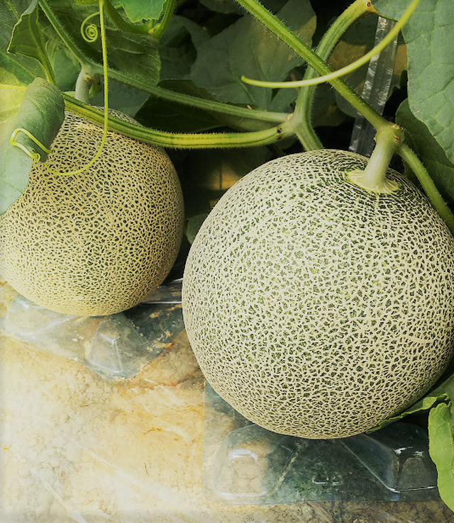 特大 タカミメロン 緑肉 ６lサイズ ２個入り 横江農園