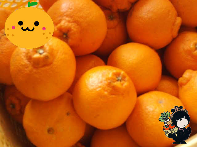 和歌山産 冷凍むき実みかん パック詰め 1袋 ５００ｇ 1箱 ２０袋入り 送料無料 こだわり市場