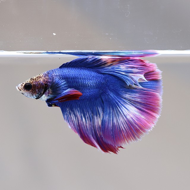 ベタ ダブルテール 藍色系 緋色系 オス 泡 Abuku