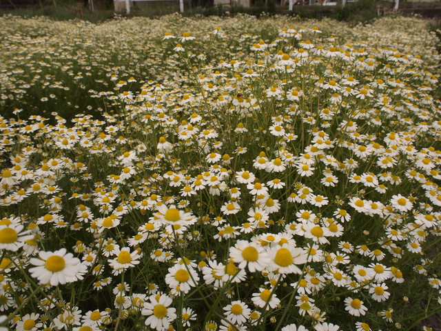 カモミールブレンド リラックスハーブティー 西森ファーム ナチュラルハーブストア
