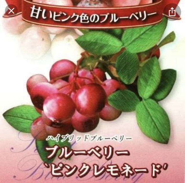 ブルー・ピンクレモネード