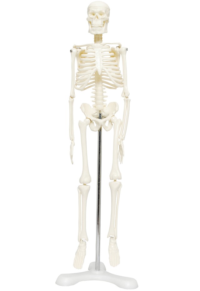 人体模型 骨格教材 稼動 直立 スタンド有り 医療 教材 45cm 1 4モデル 人体模型の通販 専門店 モノライフ 骨格標本 筋肉模型 医療 学習用