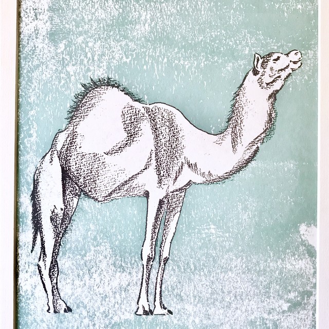 ラクダ 判 アートポスター Hal Illustration
