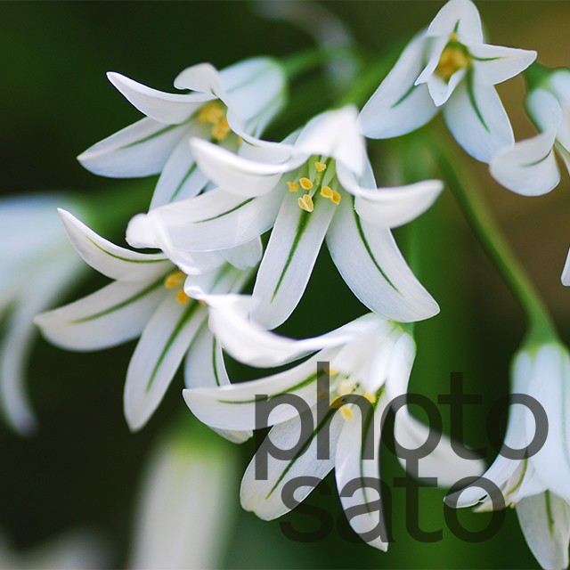 アリウム トリケトラム 001 山里の小さな写真屋 Photosato ふぉとさと