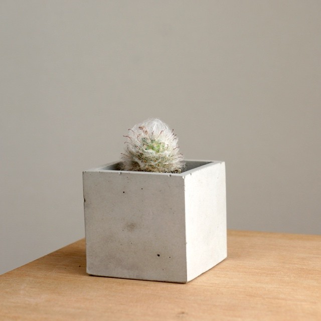 セメントキューブプランター Pokune