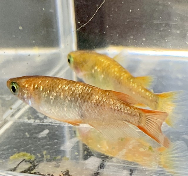 ラメ錦メダカ 上三川 Kaminokawa かみのかわ メダカ