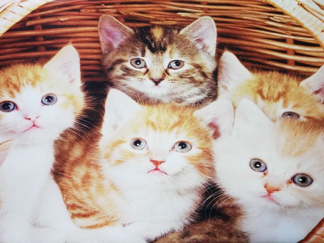 1 超可愛い 猫柄 テーブルクロス 平形 長方形 癒しグッズ 暮らしのアイテム Funhobby