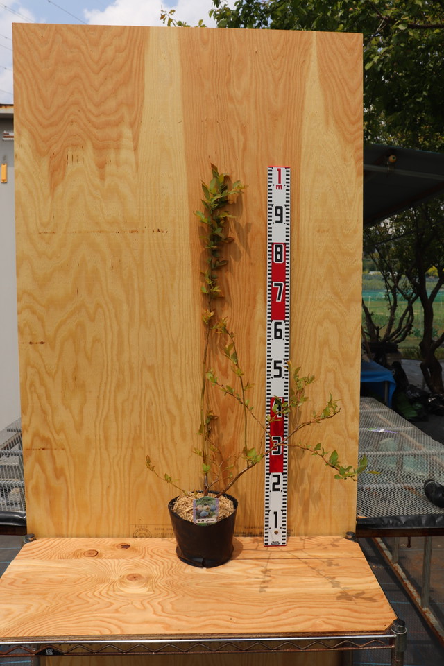 レガシー 3年生 ブルーベリー ノーザンハイブッシュ系 平野農園