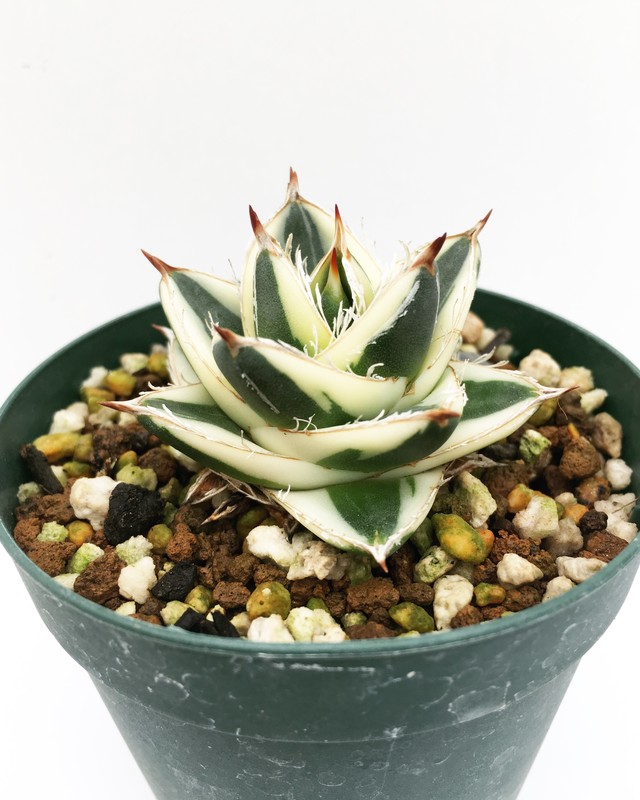 アガベ ピンキー Agave Filifera Compacta Pinky Spg For Sale