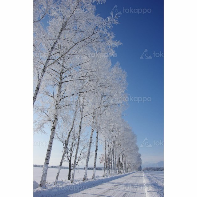 白樺並木の霧氷 北海道十勝写真ダウンロードサイト とかっぽ Tokappo
