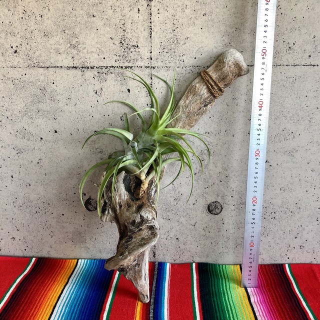 チランジア フレクスオーサ 流木 Planet Plants プラネットプランツ