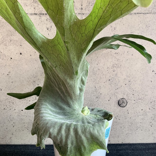 ビカクシダ スパーバム Planet Plants プラネットプランツ