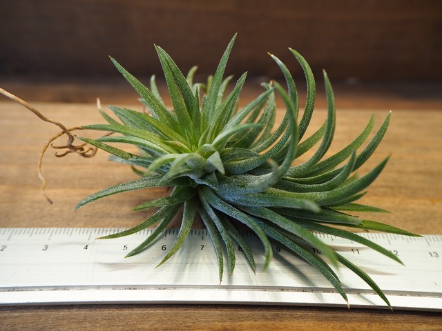 チランジア イオナンタ ロン T Ionantha Ron 常葉植物園