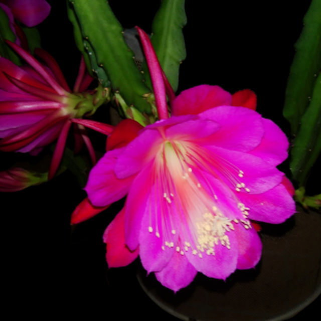 Epiphyllum Hybrid アルテミス 鉢直径１１ ５ｃｍ ｕｎｂｅｒ ｋｅｌｐ クジャクサボテン 販売 森林サボテン 販売