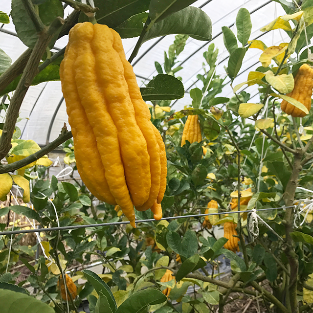 古の香りに癒やされる佐賀県産 仏手柑 2個セット 大 小各1個 Vegelabo